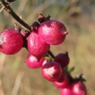 25 Seeds Coralberry Shrub Flower Pink Indian Currant Symphoricarpos Orbiculatus Fresh Garden