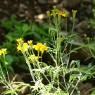 Mexican Mint (Tarragon) 50 Seeds Heirloom Herb (Tagetes Lucida) Fresh Garden