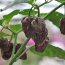 50 Seeds Hot Brown Habanero Pepper Capsicum Chinense Fresh Garden