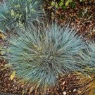 100 Blue Sheeps Fescue Grass Fesnea Ovina Glauca Aestivum Seeds Fresh Garden