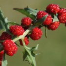 100 Strawberry Spinach Seeds Chenopodium Foliosum Edible Landscaping Fresh Garden