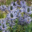 25 Seeds Blue Star Sea Holly Eryngium Alpinum Flower Fresh Garden