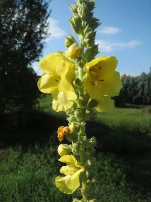 Mullein Verbascum Common (Verbascum Thapsus) 100 Seeds Fresh Garden