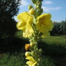 Mullein Verbascum Common (Verbascum Thapsus) 100 Seeds Fresh Garden
