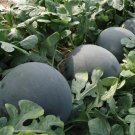 50 Seeds Florida Giant Watermelon Cannon Ball Black Diamond Citrullus Fruit Fresh Garden
