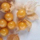 Physalis Pruinosa Groundcherry Berry Cape Goose 100 Seeds Fresh Garden