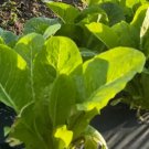 Lettuce Parris Island Cos Heirloom Seeds 500 Seeds (Lactuca Sativa) Fresh Garden