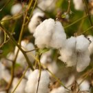 Cotton Upland American Upland Cotton White Cotton Non Gmo 20 Seeds Fresh Garden