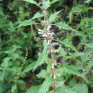 Motherwort Heirloom Medicinal Herb Seeds Nongmo (Leonurus Cardiaca) 50 Seeds Fresh Garden