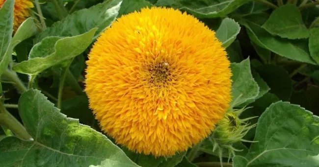 Sunflower Teddy Bear Dwarf "Sungold" 25 Seeds Medicinal & Culinary Fresh Garden