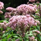 Joe Pye Weed Sweet Heirloom Seeds Medicinal Herb Gmo Free 200 Seeds Fresh Garden