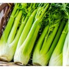 Celery Utah 52 70 Heirloom Seeds Non Gmo (Apium Graveolens) 300 Seeds Fresh Garden