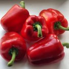 Pepper Big Red Sweet Bell 30 Seeds Easy To Grow Heirloom Gmo Free Fresh Garden