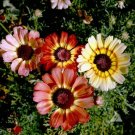 Daisy Painted 100 Seeds Beautiful Tricolor Ringed Flowers Non Gmo Fresh Garden