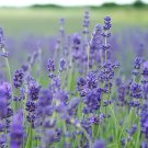 Lavender Vera (English Lavender) 100 Seeds Fragrant Herb Fresh Garden