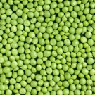 Peas Sugar Daddy Heirloom Seeds Stringless Peas 20 Seeds (Pisum Sativum) Fresh Garden