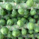 Brussels Sprouts Catskill 250 Seeds Heirloom Sow In Summer For Fall Crops Fresh Garden