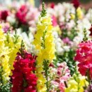 Snapdragon Tetra Mix 200 Seeds Sow In Spring Or Fall (Antirrhinum Majus) Fresh Garden