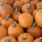 Pumpkin Small Sugar 15 Seeds Heirloom Gmo Free (Cucurbita Pepo) 15 Seeds Fresh Garden