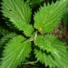 Stinging Nettle 100 Seeds Culinary& Medicinal Herb Gmo Free 100 Seeds Fresh Garden