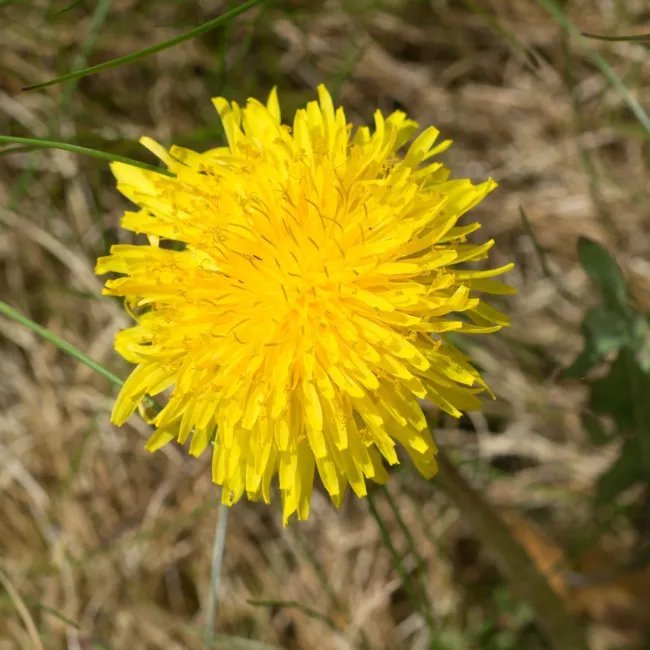 Dandelion True Heirloom Seeds Culinary Herb Gmo Free 50 Seeds Fresh Garden