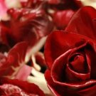 Radicchio Palla Rossa (Italian Chicory) 100 Seeds Heirloom Gmo Free Fresh Garden
