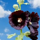 25 Black Hollyhock Alcea Rosea Nigra Flower Seeds Fresh Garden