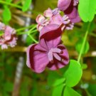 15 Chocolate Vine Edible Fruit Akebia Trifoliata Flower Ornamental Climber Seeds Fresh Garden