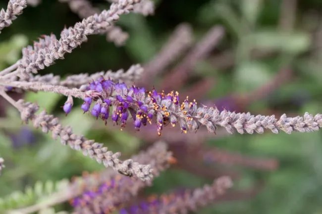 50 Fragrant False Indigo (Dwarf Wild Indigo) Amorpha Nana Flower Seeds Fresh Garden