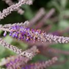 50 Fragrant False Indigo (Dwarf Wild Indigo) Amorpha Nana Flower Seeds Fresh Garden