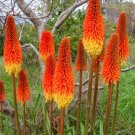 50 Seeds Torch Lily Red Hot Poker / Tritoma / Kniphofia Uvaria Flower Fresh Garden