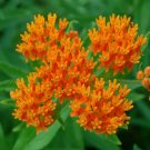 Butterfly Weed (Orange Milkweed) Heirloom Seeds 35 Seeds Fresh Garden