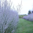 Russian Sage Perovskia 20 Seeds Fluffy Blue Border Silver Foliage Fragrant Fresh Garden