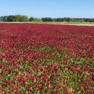 Clover Crimson (Dixie Clover) 1000 Seeds Heirloom Cover Crop Fresh Garden