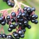 American Black Elderberry (Sambucus Canadensis) 50 Seeds Fresh Garden