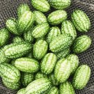 10 Seeds Cucamelon Melothria Scabra Mouse Melon Mexican Gherkin Fresh Garden