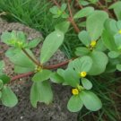 Purslane Herb Seeds Heirloom Open Pollinated Non Gmo 100 Seeds Fresh Garden