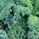 2500 Seeds Vates Blue Curled Kale / Dwarf Blue Curled Scotch Kale Fresh Garden
