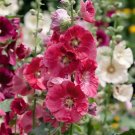 50 Seeds Mixed Colors Hollyhock Country Romance Mix Alcea Rosea Flower Fresh Garden