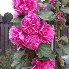 25 Chaters Bright Pink Hollyhock Flower Seeds Fresh Garden