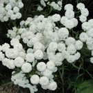 100 White Pearl Yarrow Flower Seeds Fresh Garden