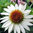 100 Seeds White Coneflower Echinacea Purpurea Flower Fresh Garden