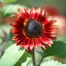 Moulin Rouge Sunflower 15 Seeds Fresh Garden