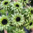 25 Sunfill Purple Sunflower Seeds Fresh Garden