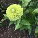 Zinnia Envy Green 50 Seeds Heirloom Flower Unique Green Blooms Fresh Garden