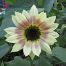 25 Cherry Rose Sunflower Seeds Fresh Garden
