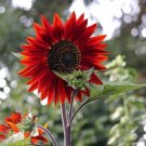 30 Chocolate Cherry Sunflower Seeds Fresh Garden