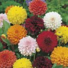 30 Dahlia Showtime Showpiece Flower Seeds Fresh Garden