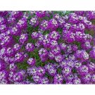 500 Alyssum "Royal Carpet" Flower Seeds Fresh Garden