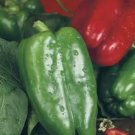 Pepper Yolo Wonder Sweet Bell 30 Seeds Heirloom Vegetable Fresh Garden